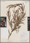 Foto von Salix exigua subsp. interior (Rowlee) Cronquist